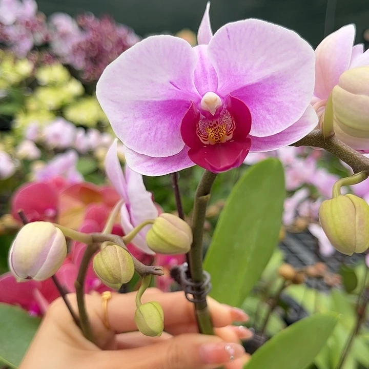 大部分花苞少量开放