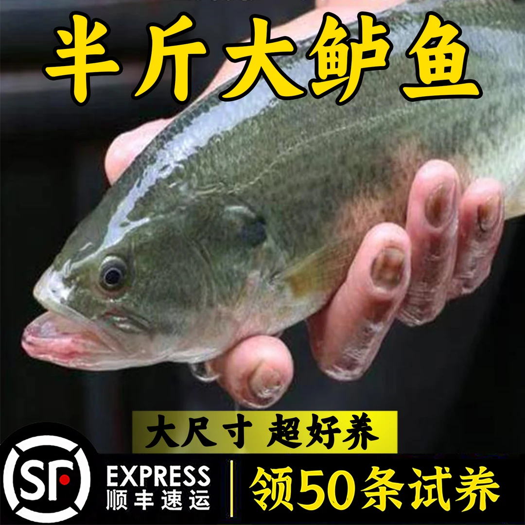 正宗加州鲈鱼优质大口黑鲈淡水高密度凶猛鱼塘养殖水花路亚包活