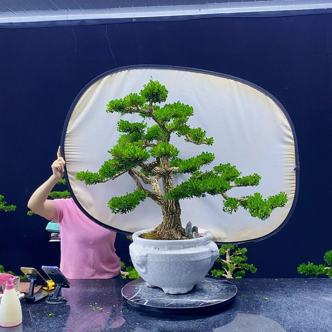 无花朵黄杨盆景造型