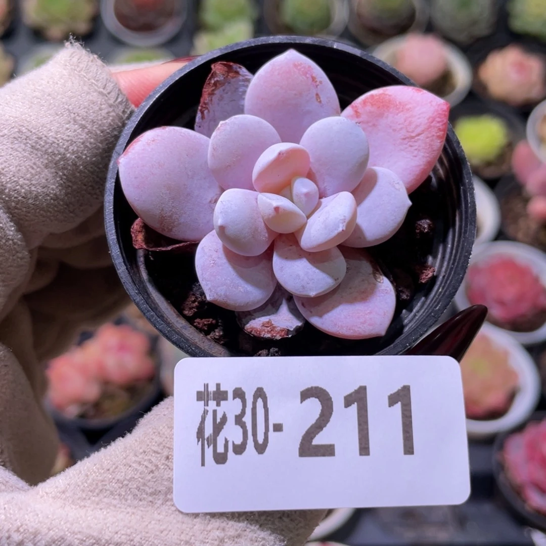 花利美30-211粉雪莲