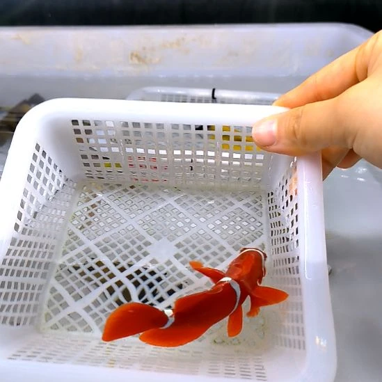 海水鱼透红小丑9+/5-48-14