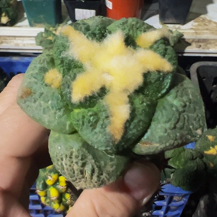 无花朵大尤连山牡丹678