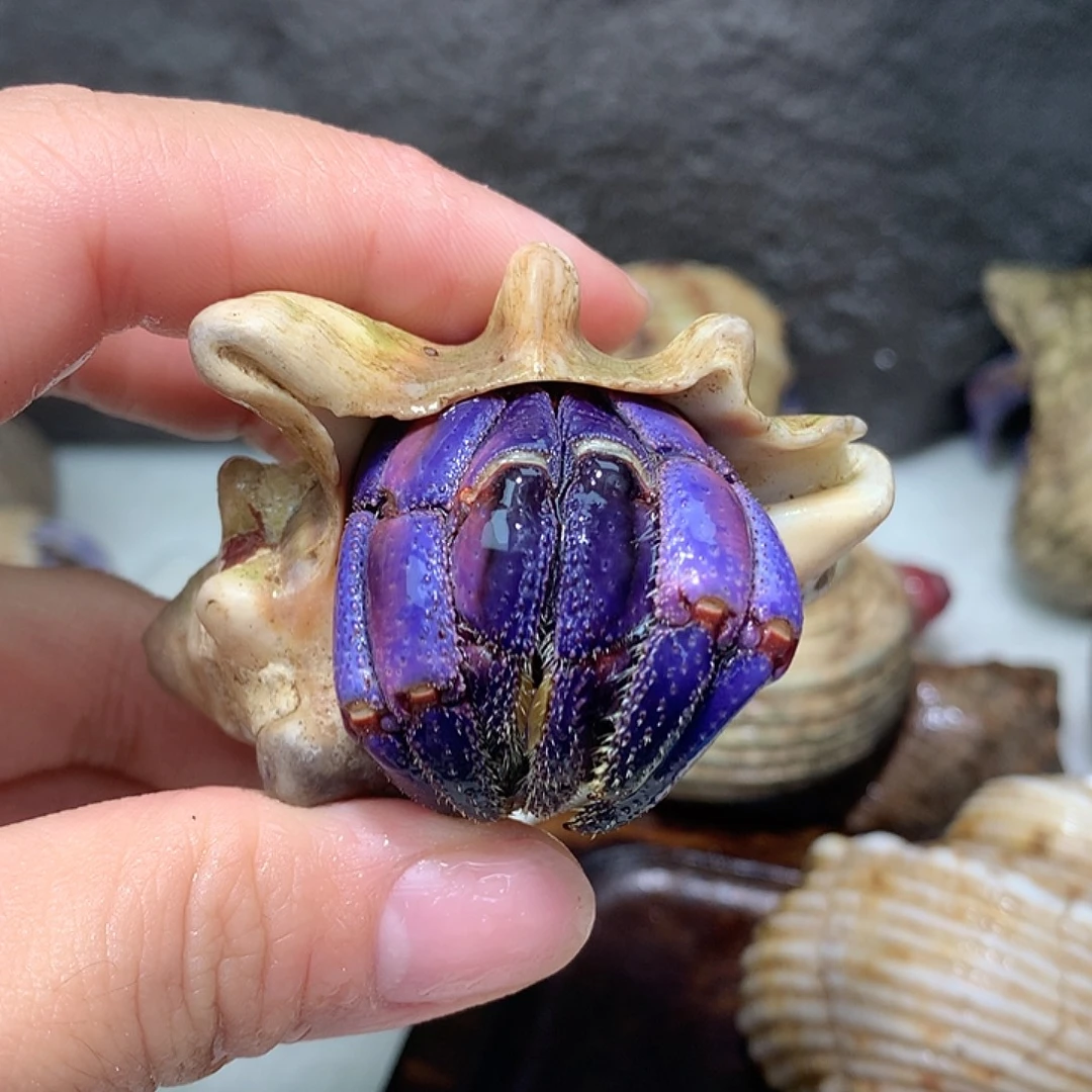 3.0奔跑紫路豆豆22号