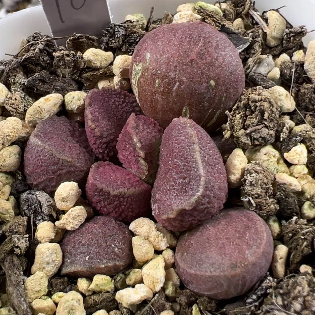 实生新品多肉植物水泡有干疤特价