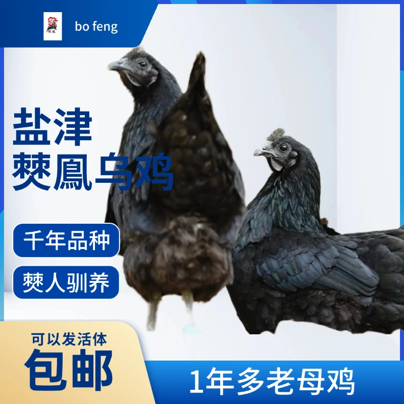 盐津僰鳯乌鸡1年多老母鸡包邮活鸡宠物鸡