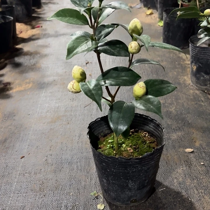 大部分花苞少量开放，特白乔