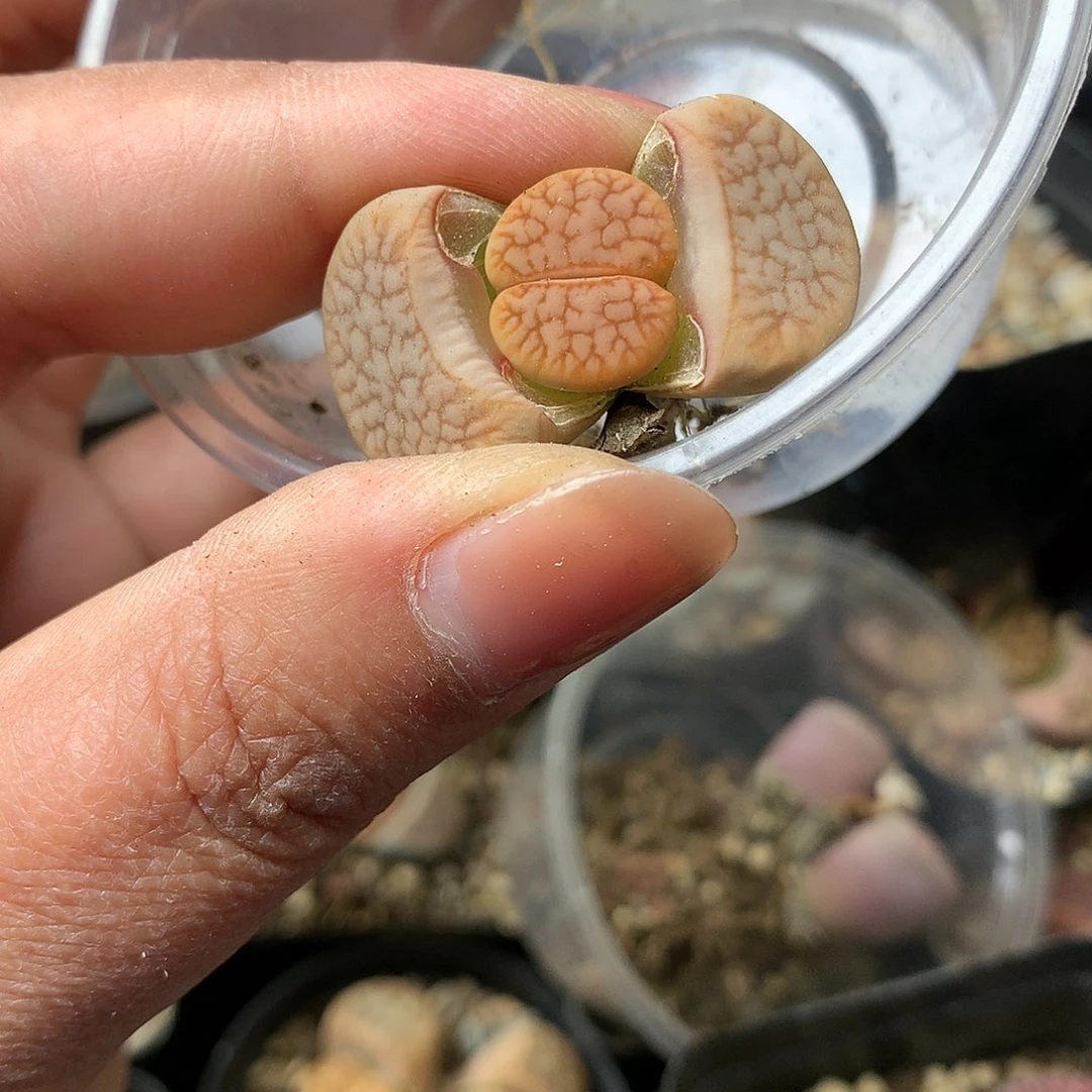 H404多肉植物保护