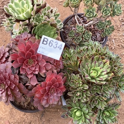 我***主634四颗法师多肉植物