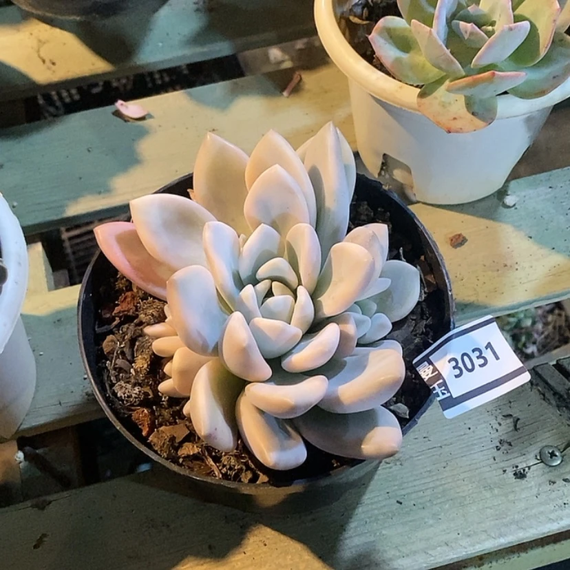 【闪购商品】奥普锦3031