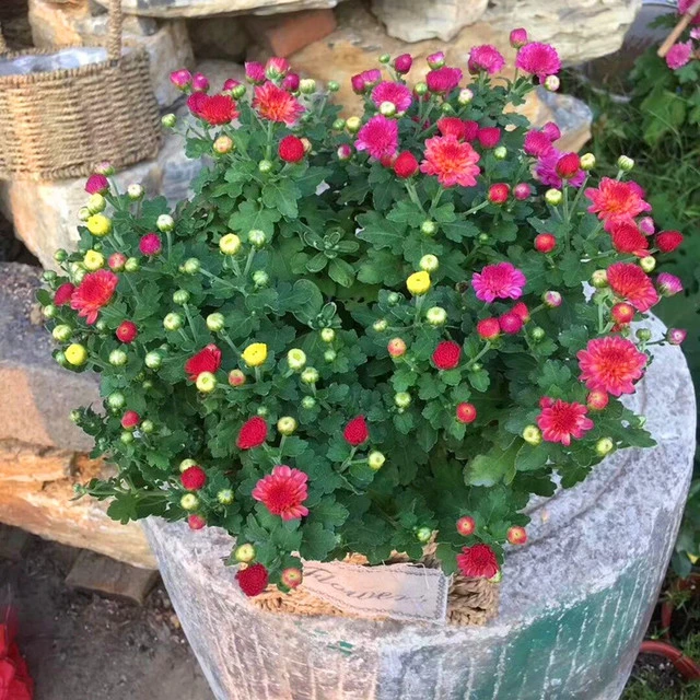 千头菊盆栽糖果菊 荷兰菊重瓣菊花四季开花大苗花卉带花发货包邮