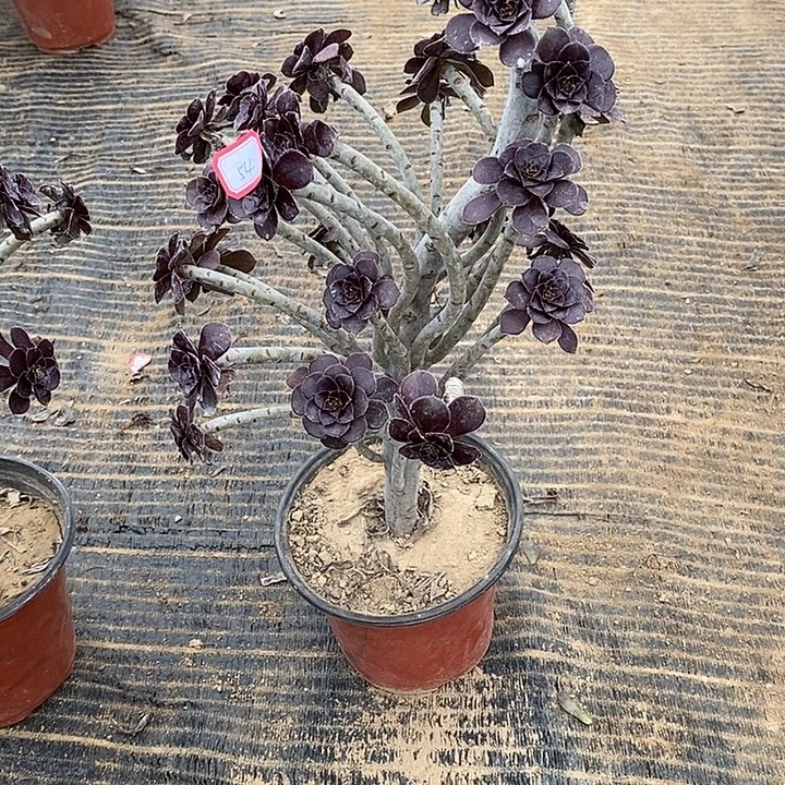 54黑法师多肉法师