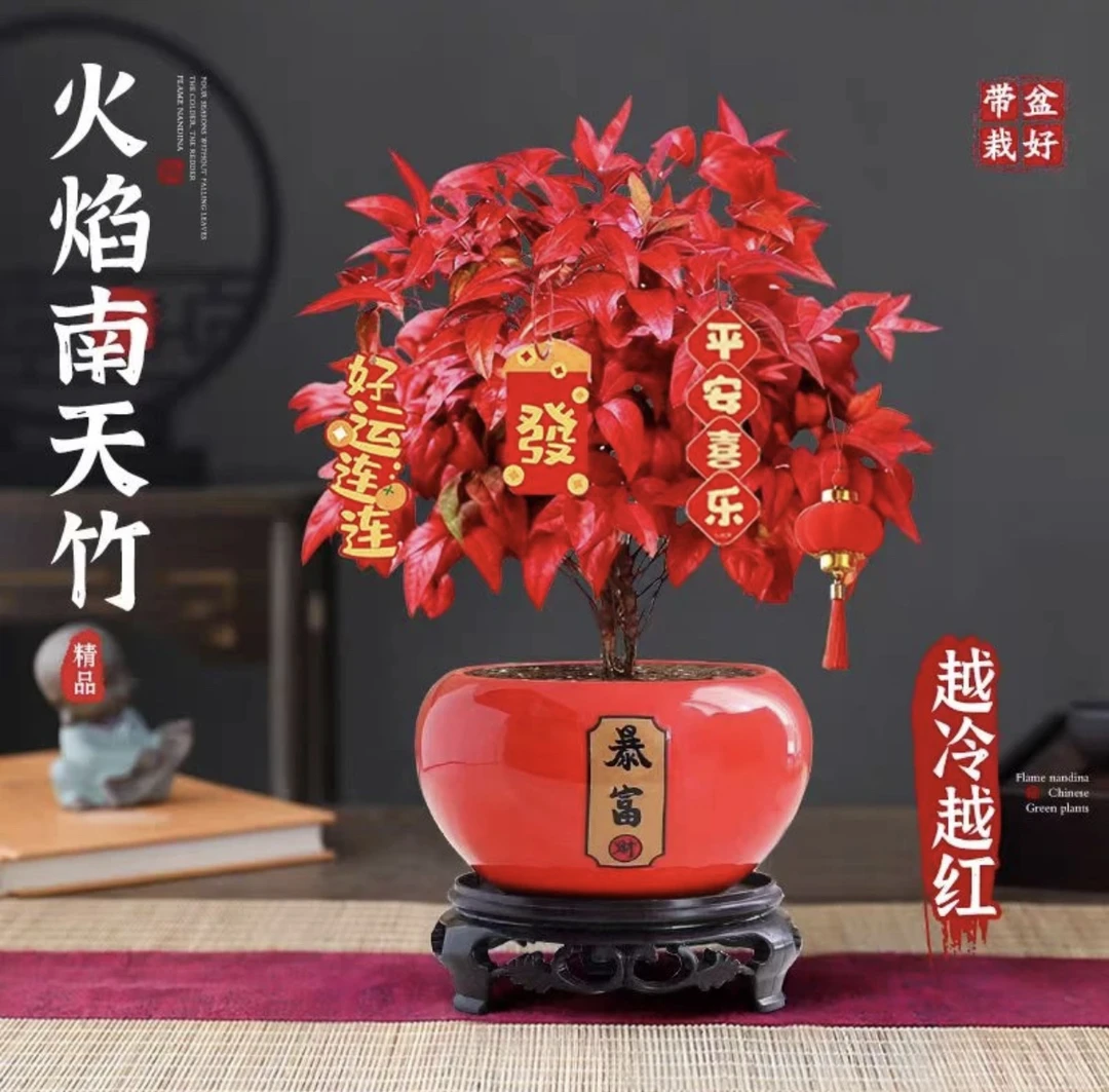 特级火焰南天竹绿植盆栽室内外四季观叶好养耐寒植物花卉年宵盆景