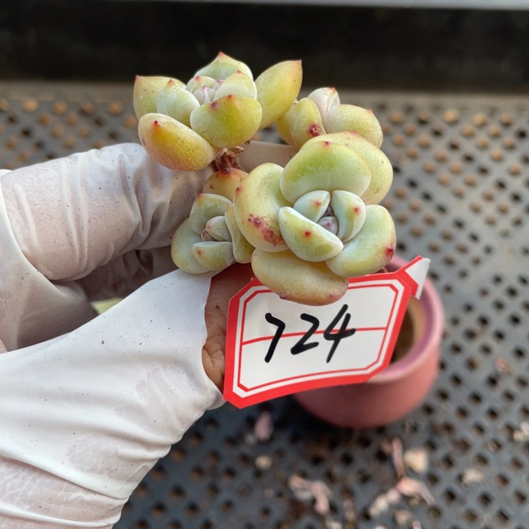 724号2颗20包邮新疆西藏不发