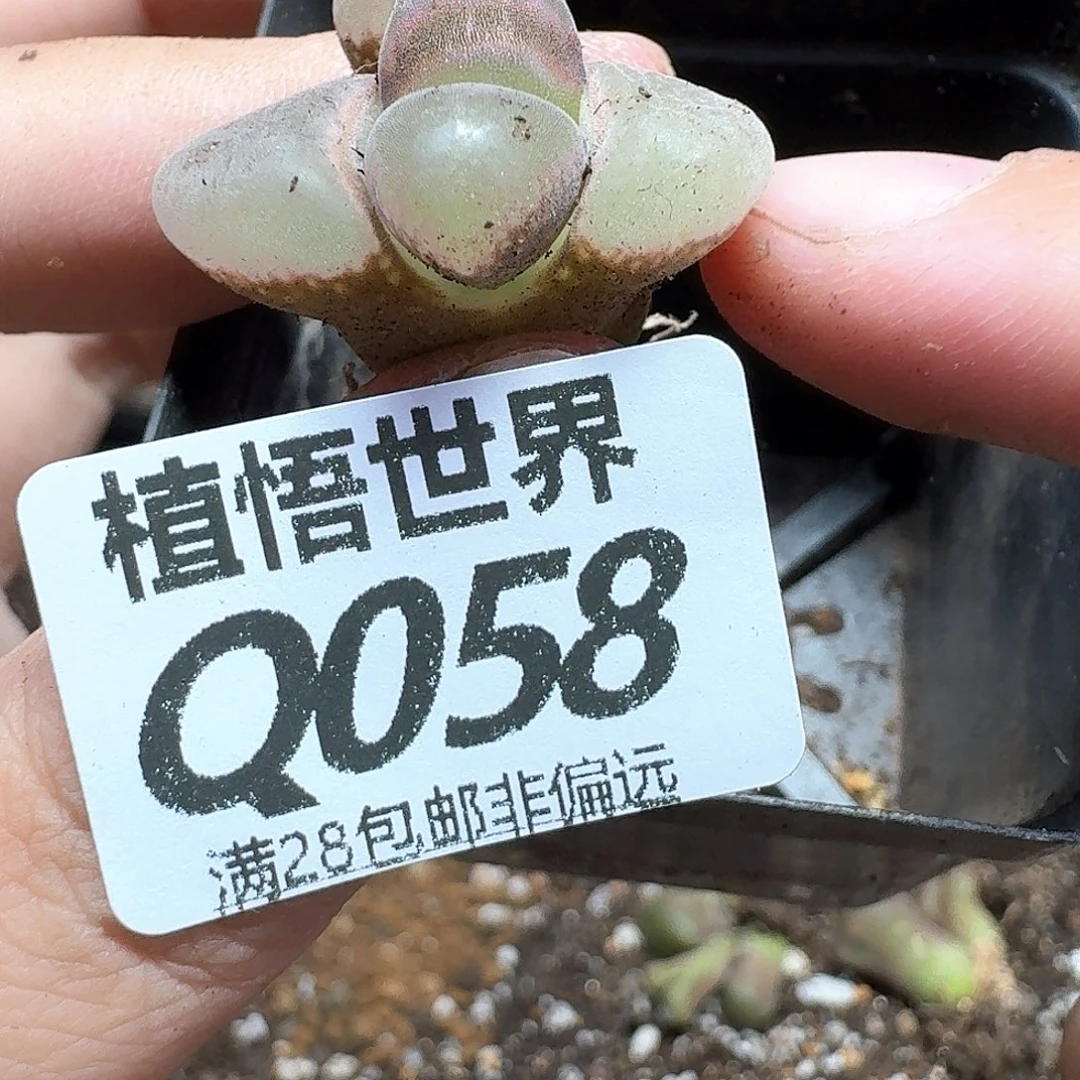 多肉植物的润泽从vgn