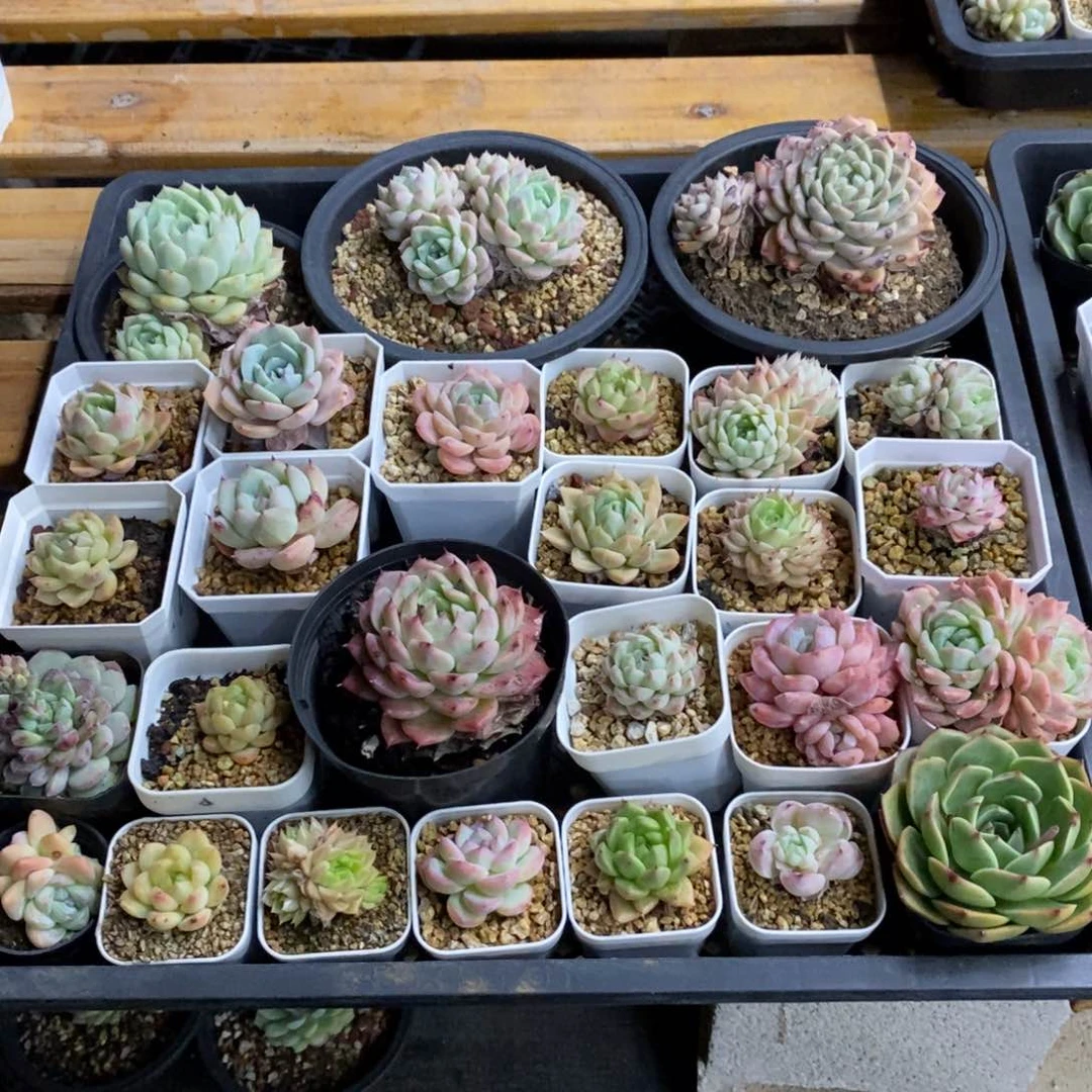 精品多肉一物一拍不包整11