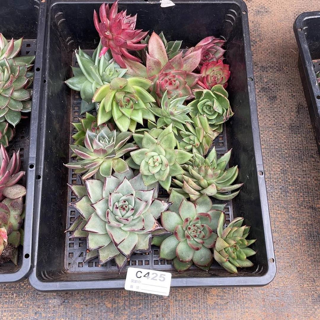 若如东云单拍C425