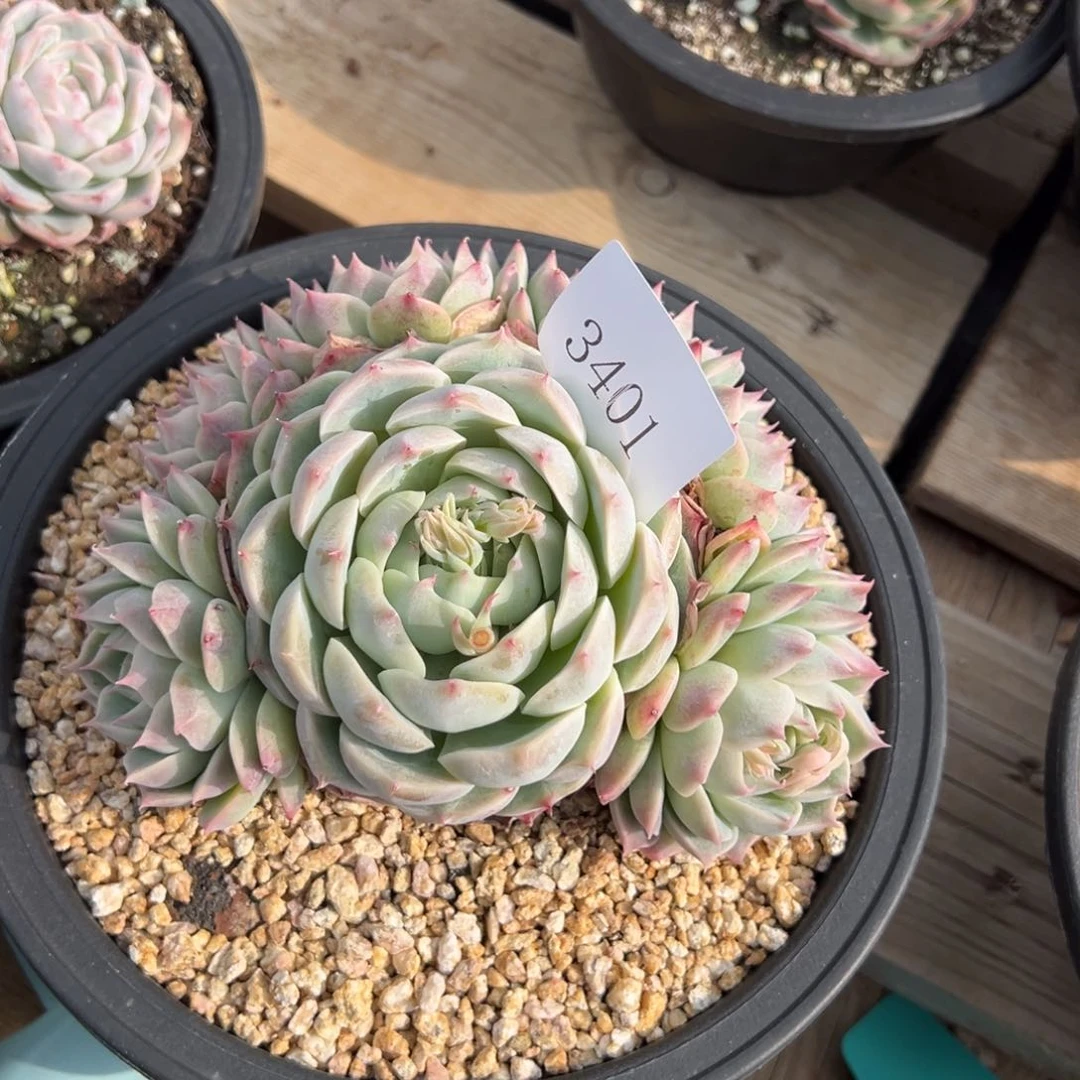 倩*3401岁肉多多多多多