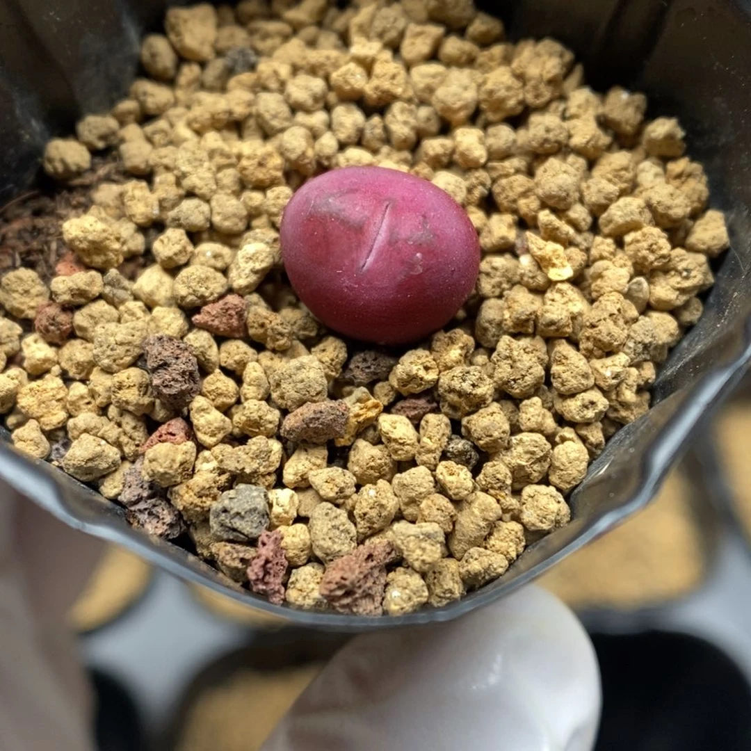 多肉植物肉锥杂交K-6663