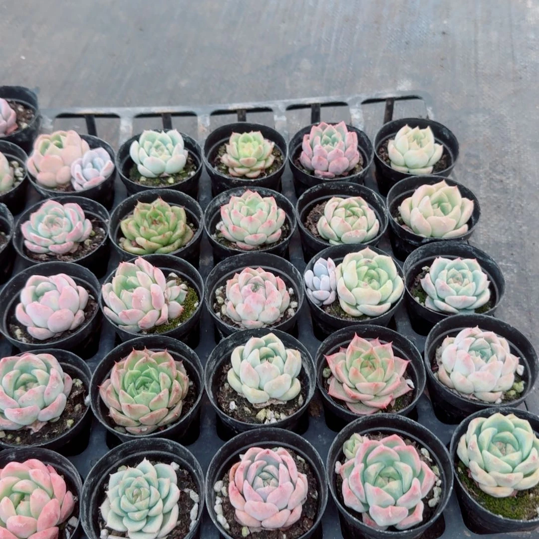 5-62右四多肉杂交珍妮二十颗量拍