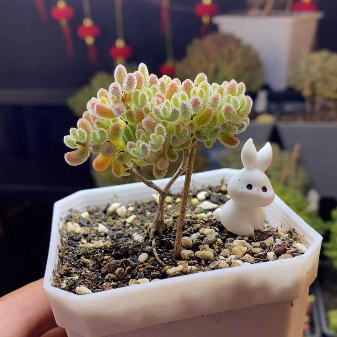 王**乞246号优选冰晶枝干多肉