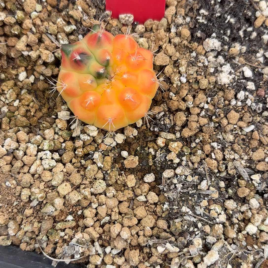5-0910泰国发货多肉