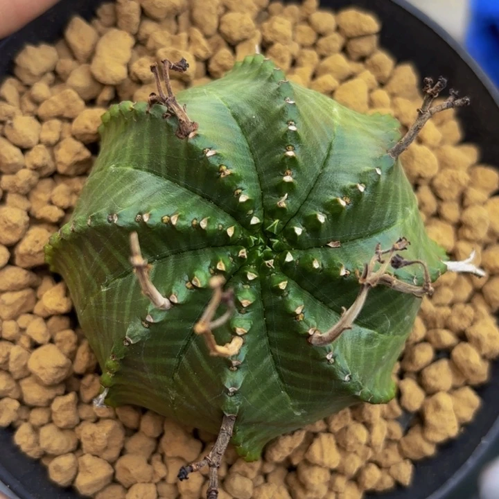 m实生法力大带龟甲到盆