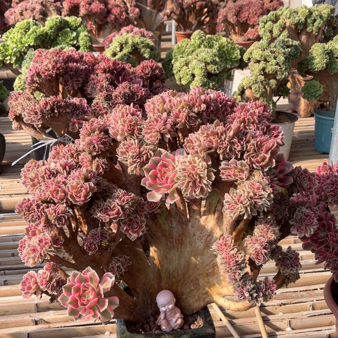 粉女巫朵朵整版精品