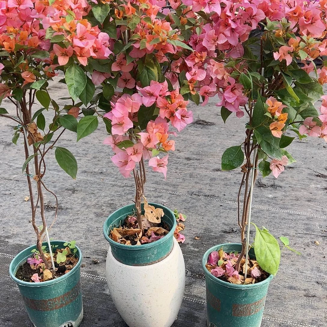 大部分花苞少量开放金发女郎棒棒糖带竹一棵