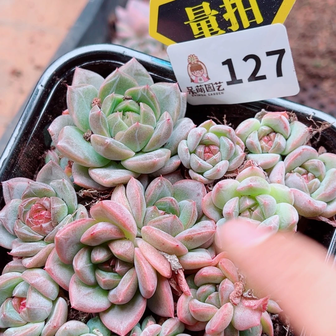 多肉植物多肉植物