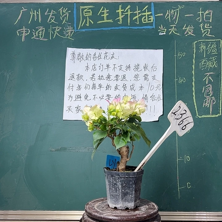 完全开放  绿樱 大宝  2366