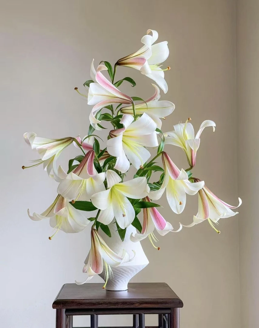 【陌上花开】多头东方月亮树-稀有百合