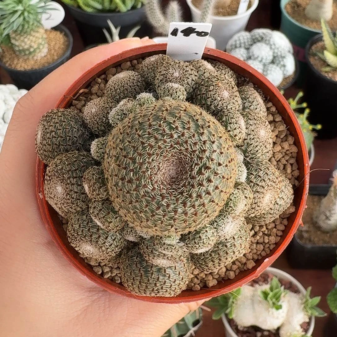 140号城宝山仙人球123