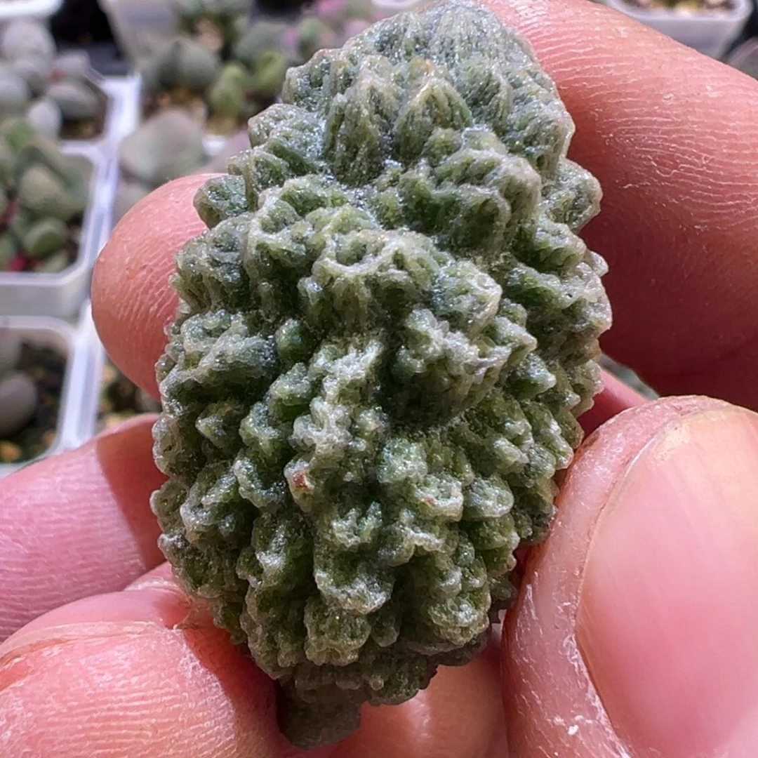 龟甲纹新品多肉植物水泡多肉植物