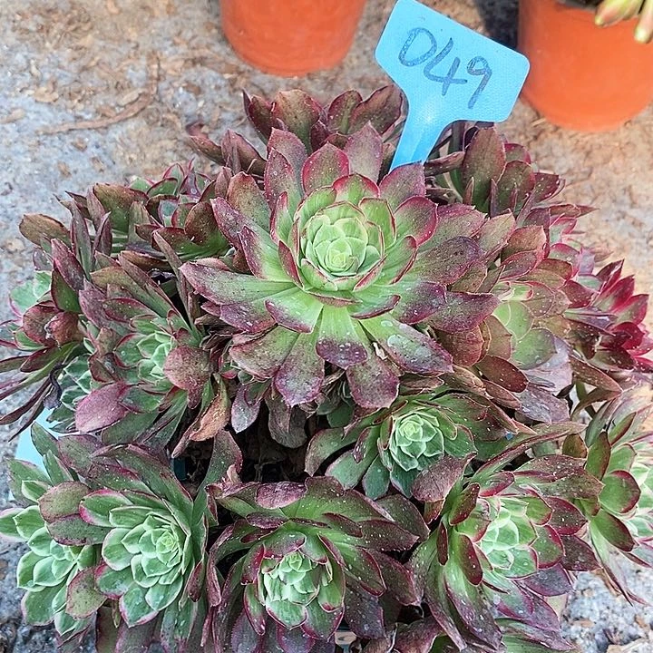 049 一颗万花筒法师多肉