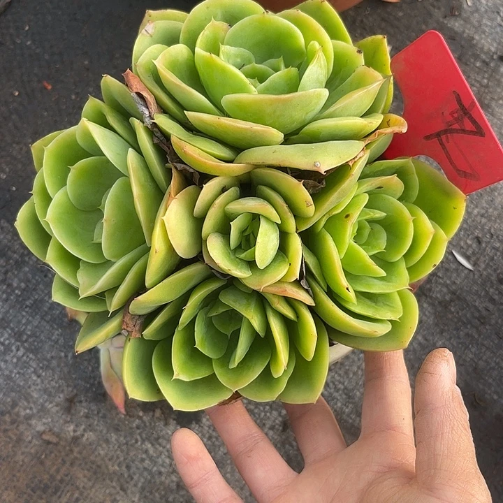 晨语多肉，一物一拍星娜塔7