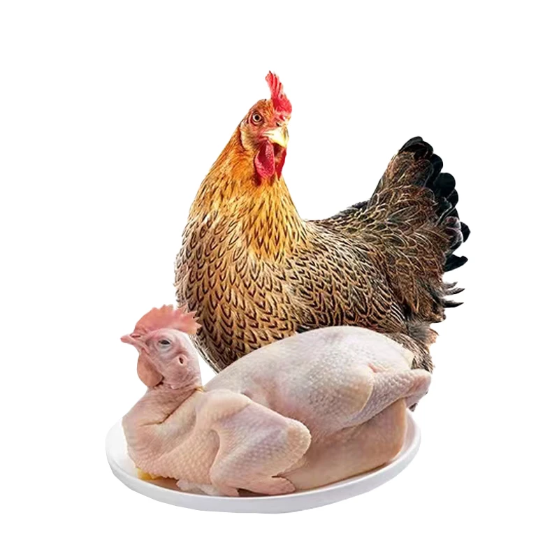 260天户外散养清远鸡 肉质紧实新鲜现杀散养顺丰包邮单只1150g