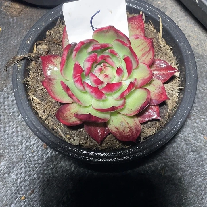 飞***天6////////////////