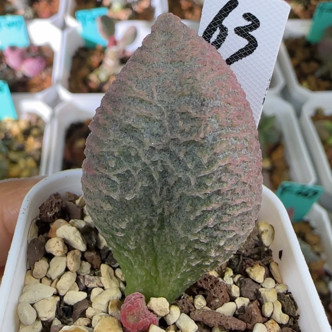 编号063叶插，四方盆发