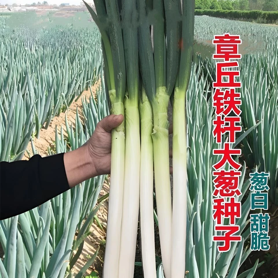 高产山东章丘大葱种子铁杆大梧桐耐寒耐旱四季易种山东大葱种子
