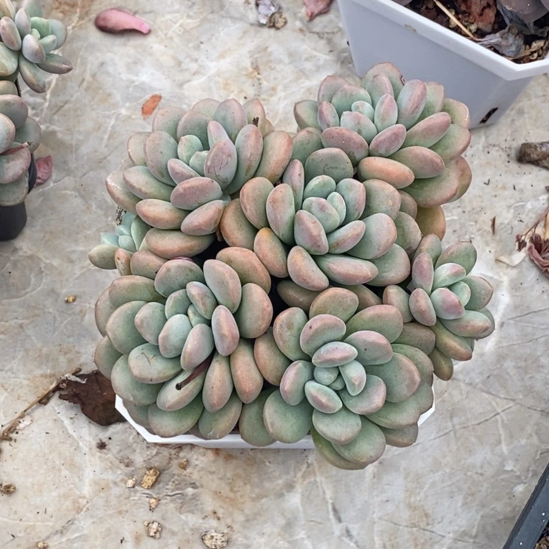 白鹭群生一物一拍圆秃叶型