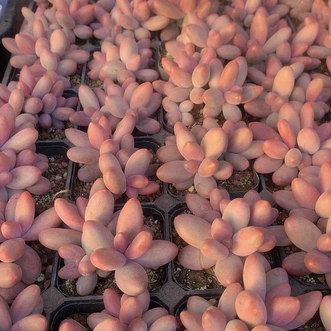 多头糖果美人345677899900