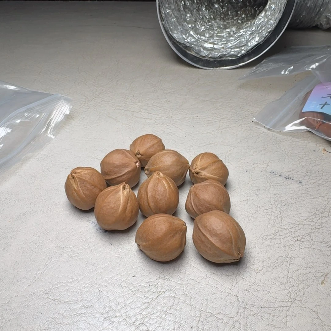昕***昕手串橄榄核橄榄核