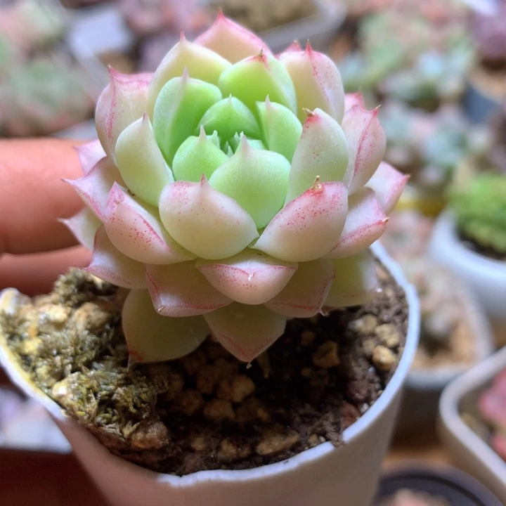 玫瑰花女王一物一拍