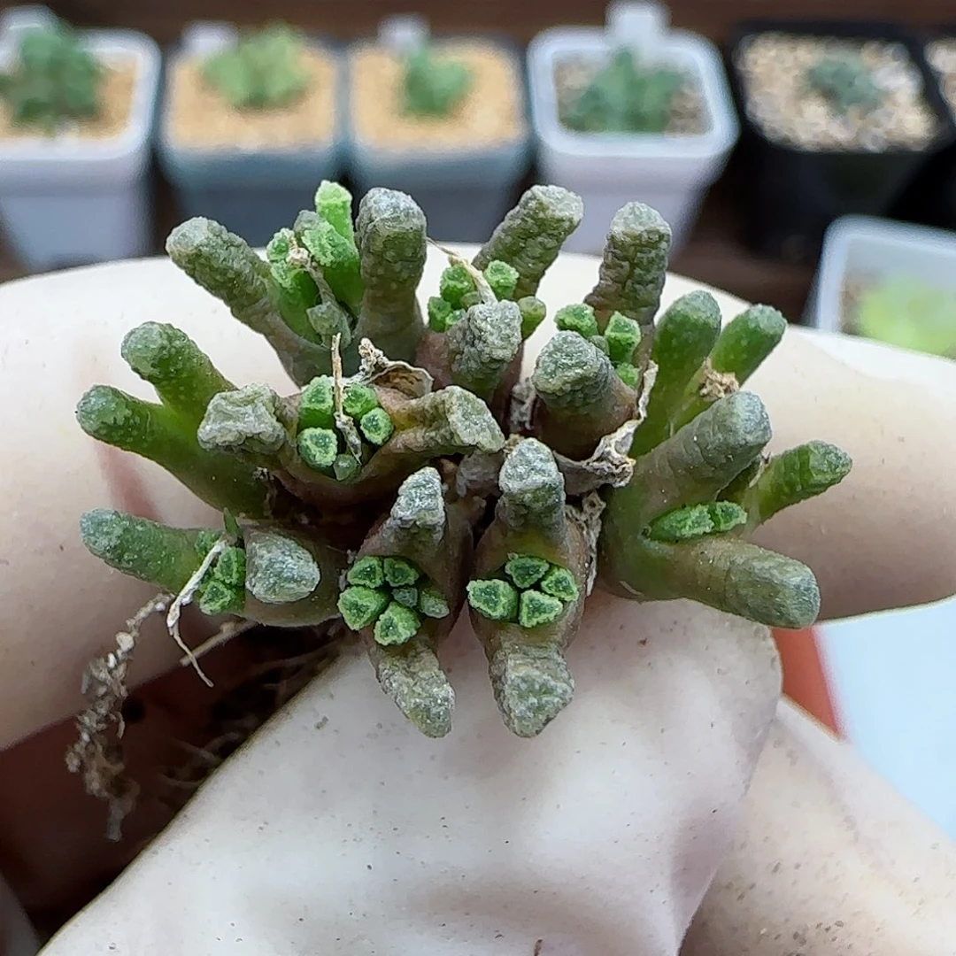 425福利福利福利