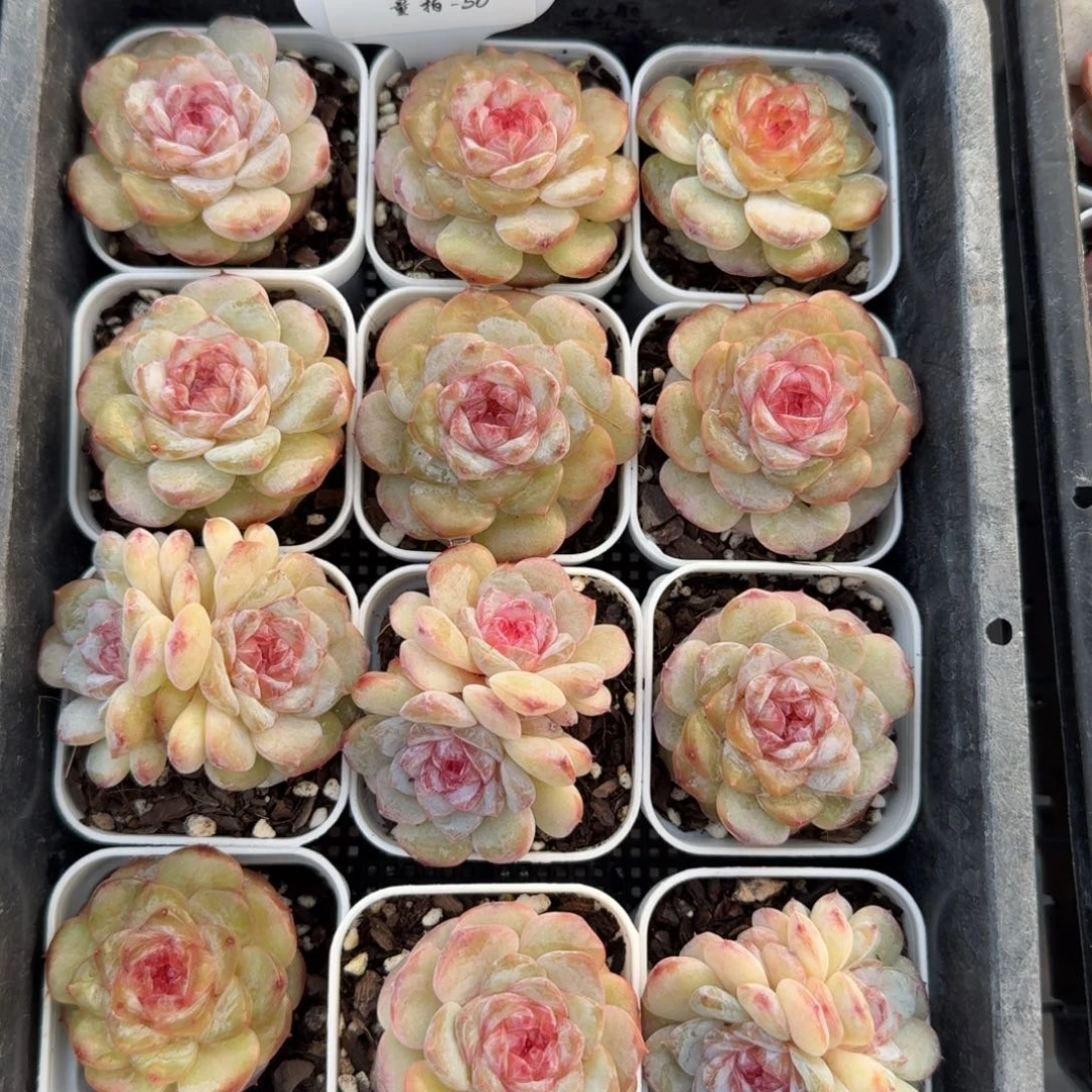 1125-050-女巫一颗量拍