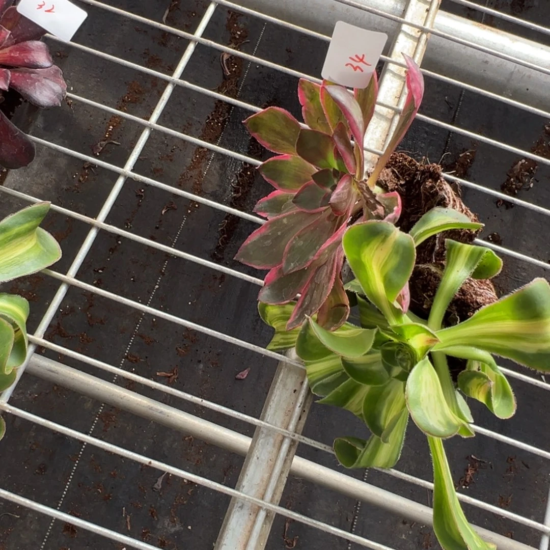 34恶魔之眼伯爵20多肉