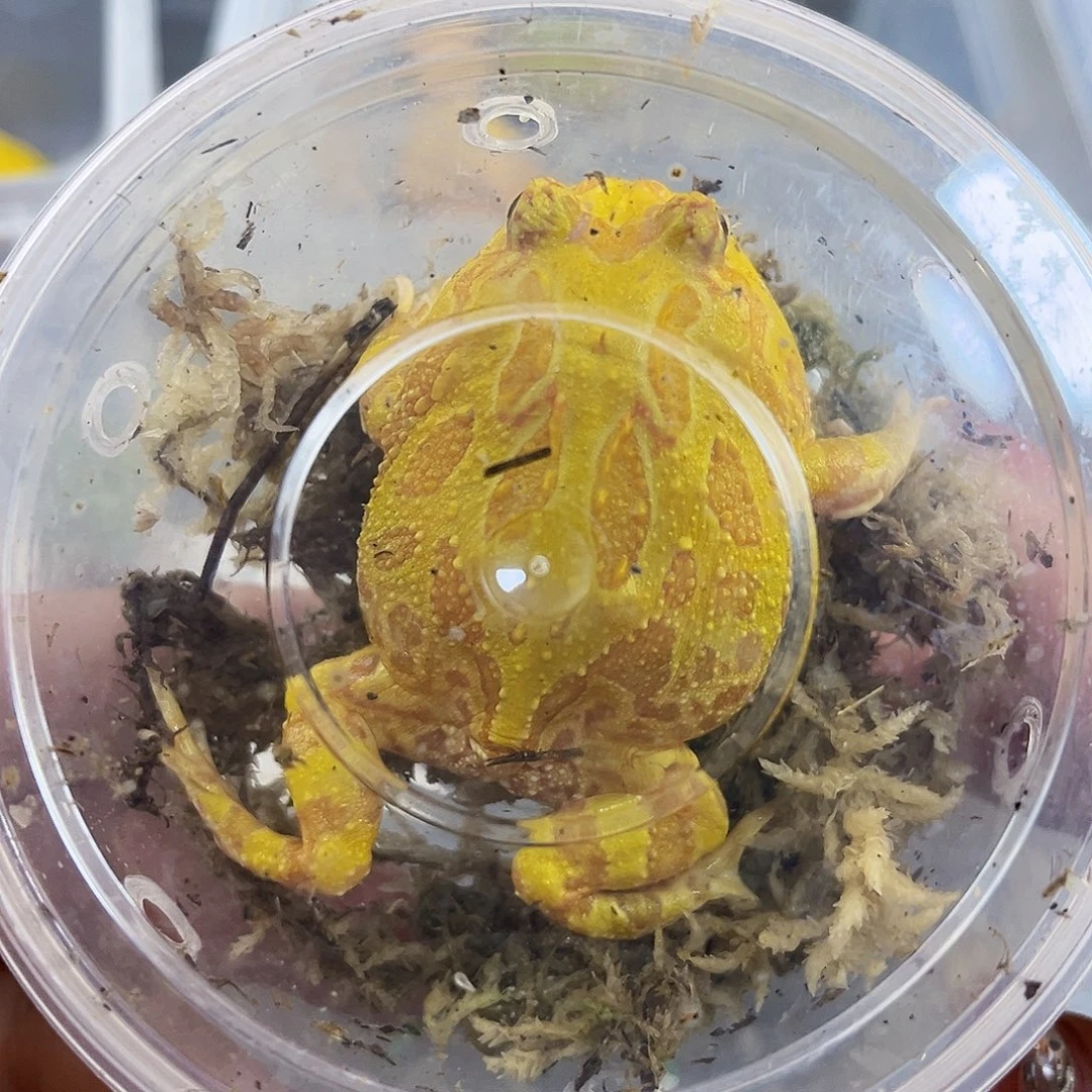 角蛙黄金角蛙专拍链接一只包邮