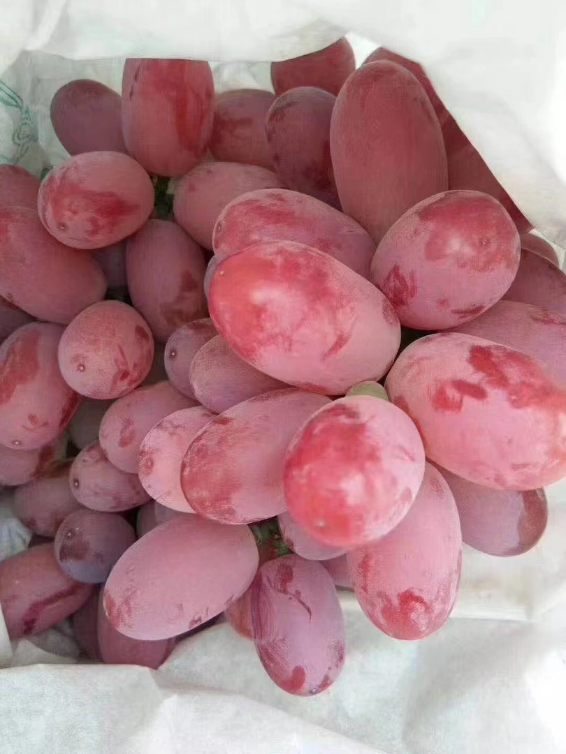 克伦生葡萄【无籽】-云南大理宾川葡萄包邮