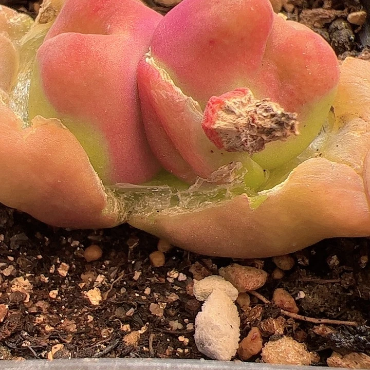 【闪购商品】339 水蜜桃
