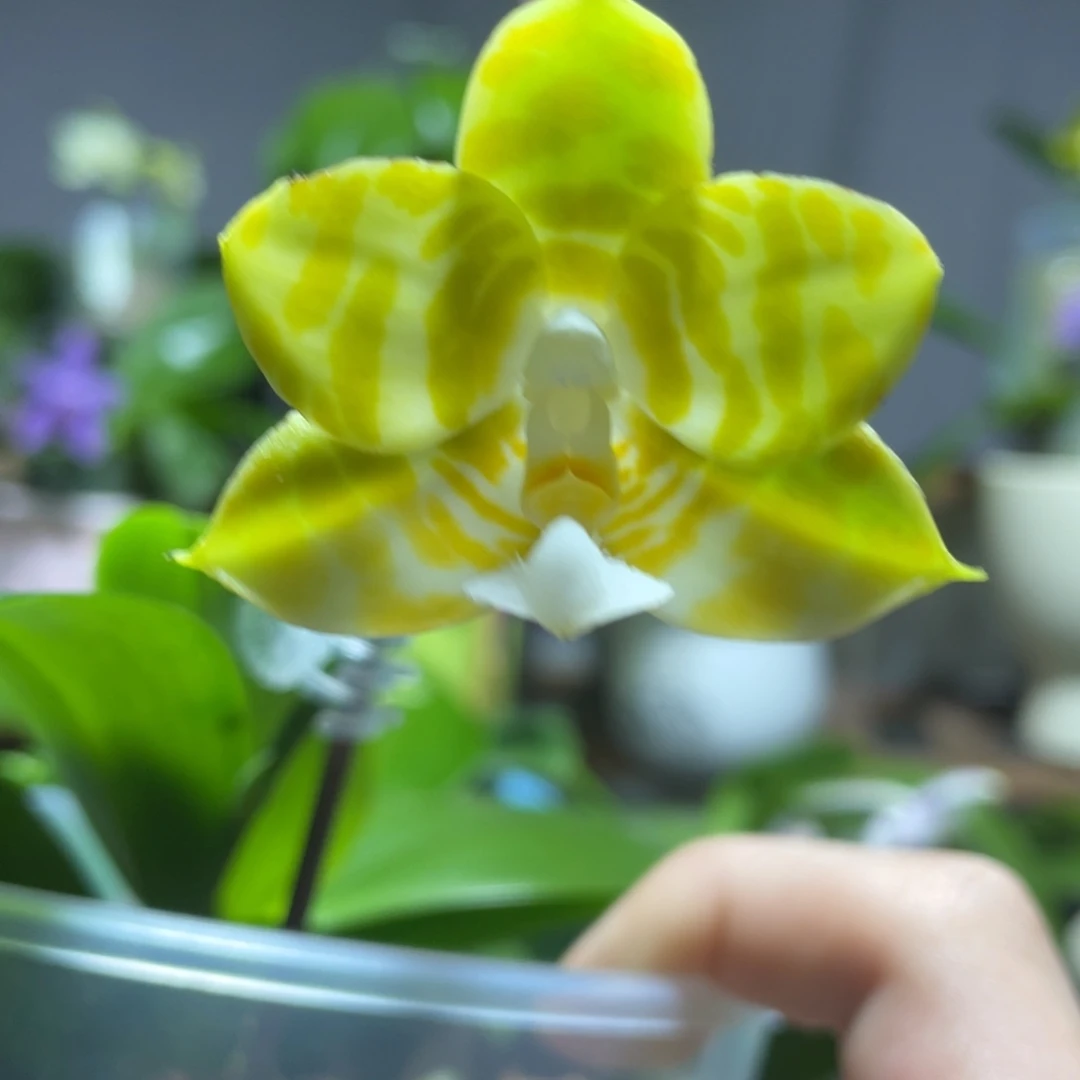 完全开放119叶瑕花期不保